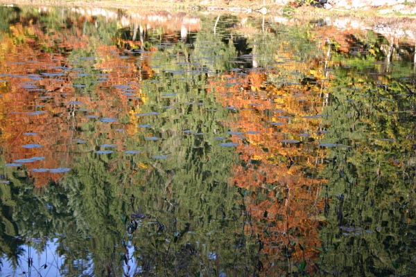 Nymph�as au lac de Genin