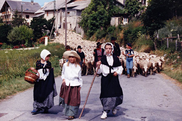 Transhumance de moutons