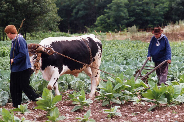 Ecomus�e d'Ungersheim - Le labourage