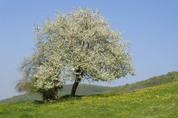 La nature s'�veille, c'est le printemps et la renaissance de la nature.