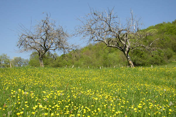 Le printemps est l� !