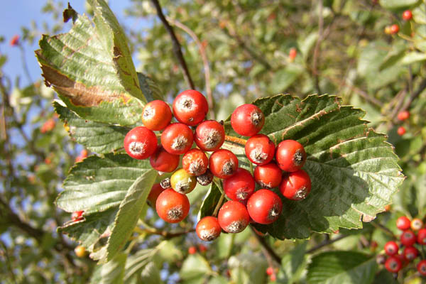 Baies d'alouchier aussi appel� alisier blanc.
