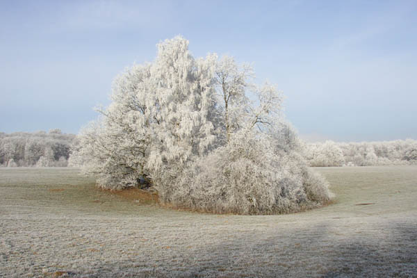Givre pour No�l : cadeau de la nature ou du P�re No�l ?