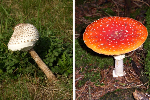 Coulemelle et amanite tue-mouches