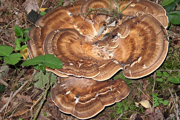 Polypore g�ant