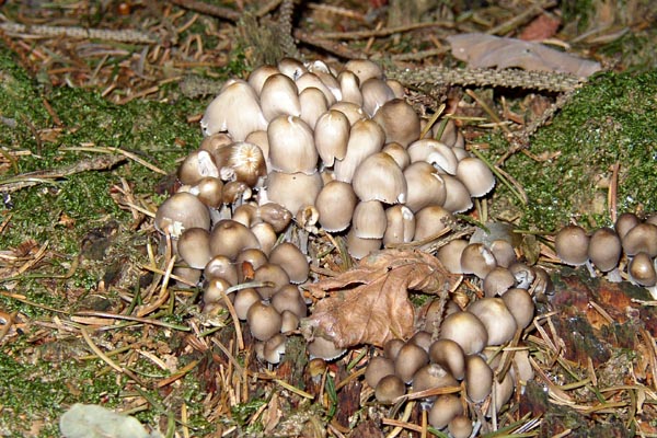 Qui es-tu ? Voici la question � poser en pr�sence d'un champignon.