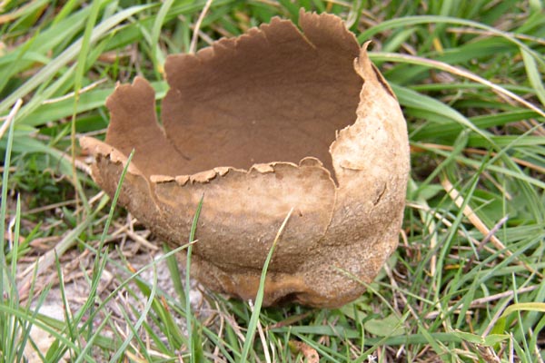 Le pezize est un champignon sans queue.