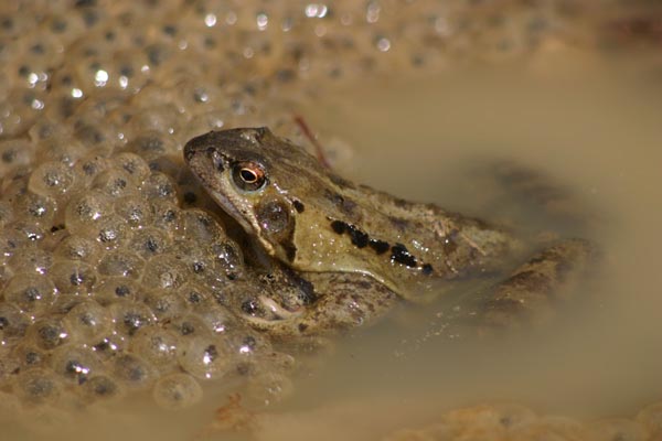 Une grenouille prot�ge les milliers d'oeufs qu'elle vient de pondre.
