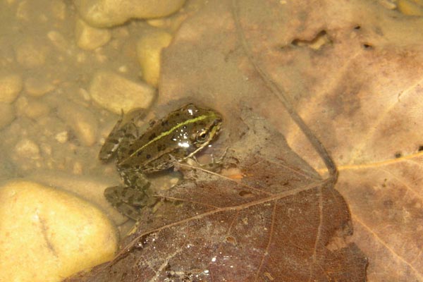Petite grenouille deviendra grande ?
