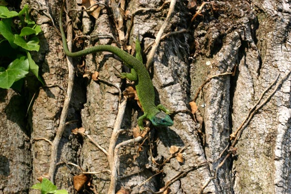 Le l�zard vert, difficile � rep�rer, peut surprendre par sa taille.