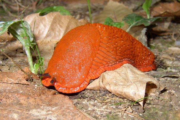 Mal aim�e, la limace a pourtant sa place dans l'�co-syst�me.