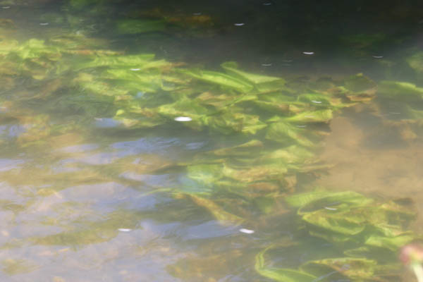 V�g�tation aquatique