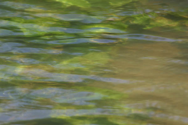 Ruisseau paisible et sa v�g�tation