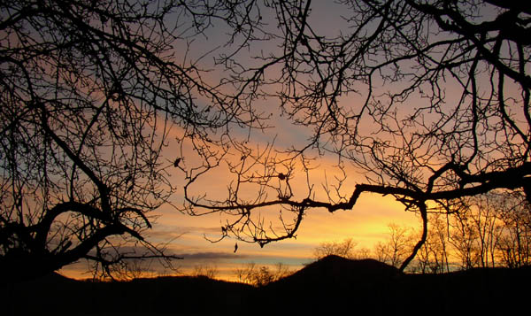 Th��tre d'ombres : arbres nus sur fond de lever de soleil.