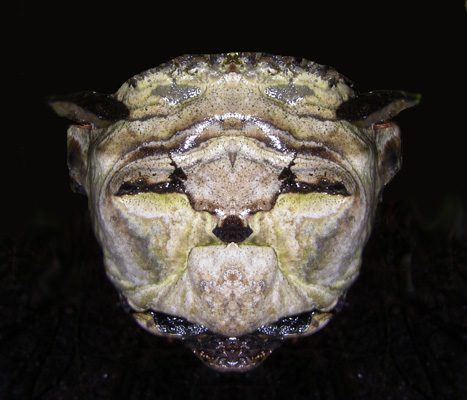 Homme patibulaire cr�� � partir d'une photo de champignon sur un arbre mort gr�ce � une sym�trie.