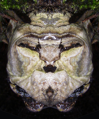 Homme patibulaire cr��e � partir d'une photo de champignon sur un arbre mort gr�ce � une sym�trie.