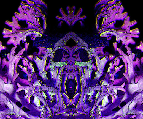 Composition psych�d�lique ou gros plan sur un morceau de lichen ?