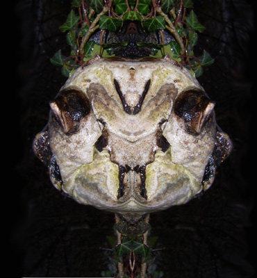 Extra-terrestre cr�� � partir d'une photo de champignon sur un arbre mort gr�ce � une sym�trie.