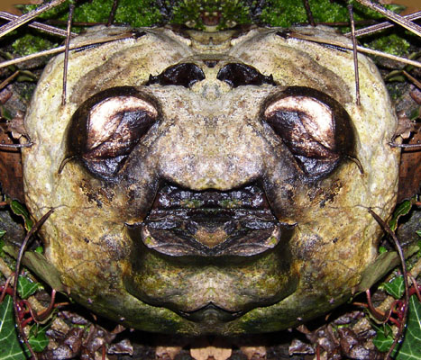 Le nez au milieu de la figure ! A tel point que j'en louche !