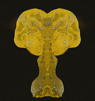 Tr�melle m�sent�rique lumineuse