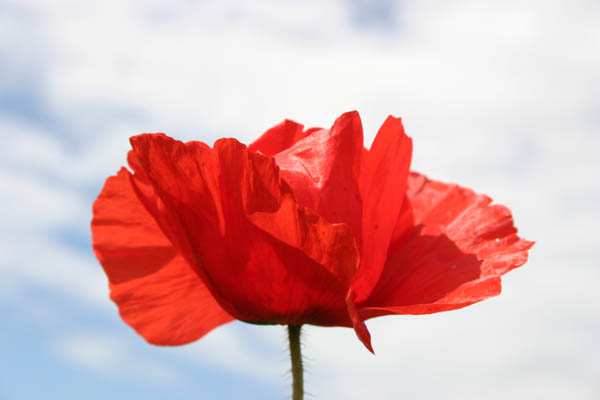Coquelicot
