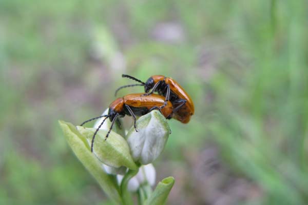 Accouplement de cardinaux