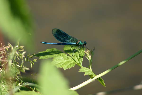 Le calopt�ryx vierge est une vari�t� de libellule ou demoiselle