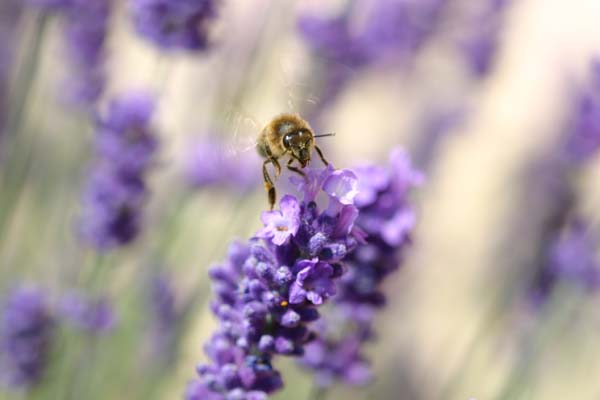 Bourdon et fleurs de lavande