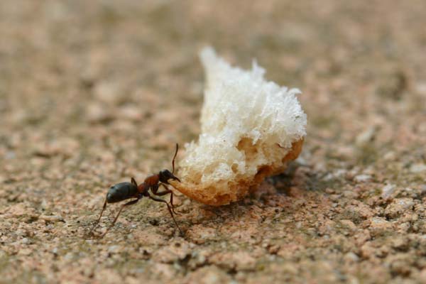 Fourmi tra�nant un morceau de pain bien plus gros qu'elle.