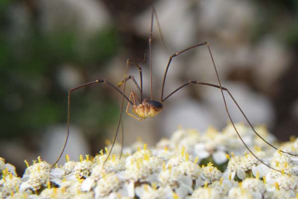 Le faucheux est facilement reconnaissable avec ses longues et fines pattes.