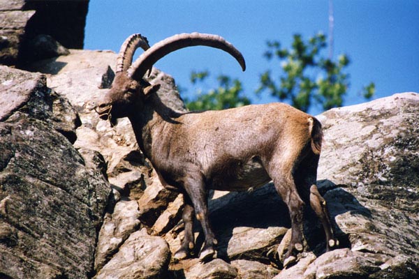 Bouquetin escaladant les rochers.