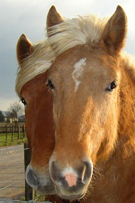 Couple de chevaux � la magnifique robe mise en valeur par un coucher de soleil.