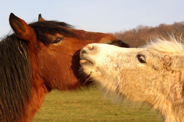 La tendresse est un sentiment que peuvent partager deux chevaux entre eux.