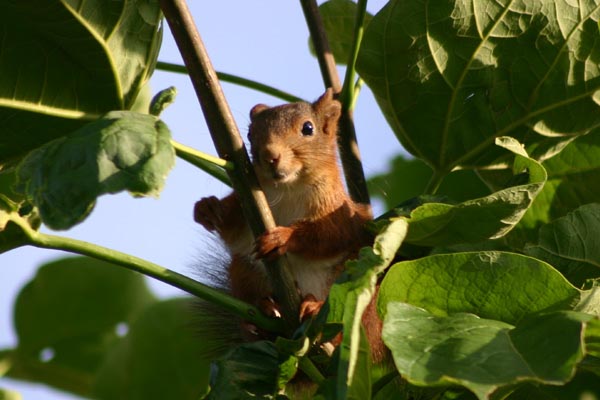 L'�cureuil roux n'h�site pas � venir loger en ville.