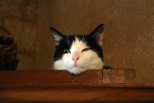 F�lix , le chat, observe la situation du haut de l'armoire !