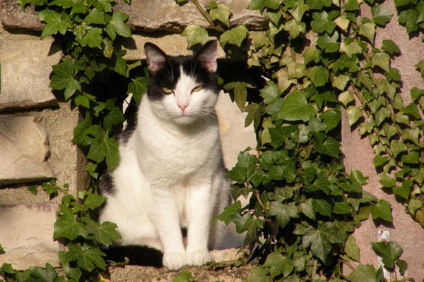 F�lix le chat, dans une anfractuosit� du mur