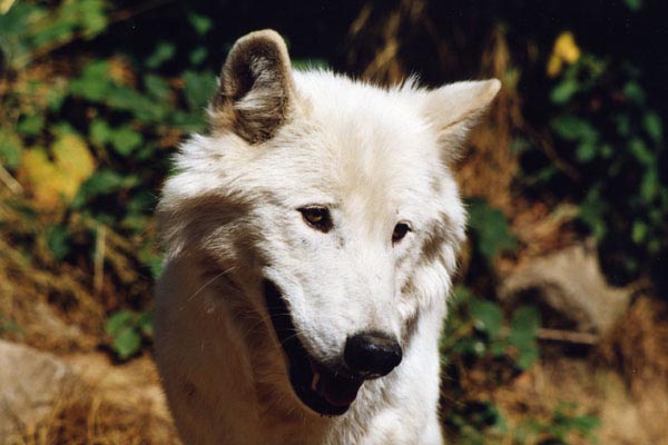 Loup blanc ou loup arctique (Canis lupus arctos)