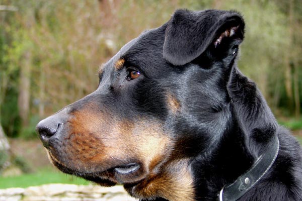 Ora, chienne beauceronne