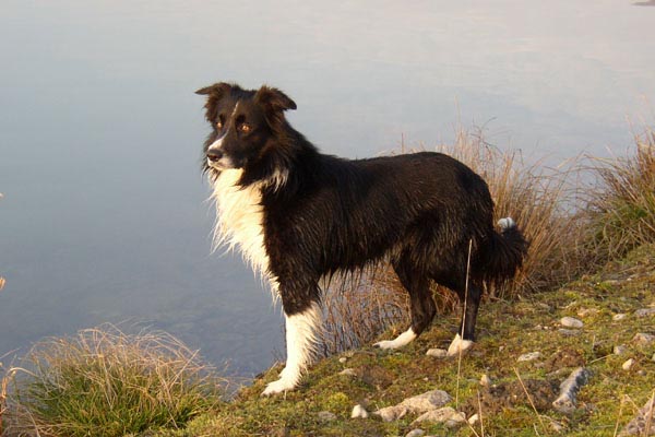 Pirate, border collie, admire un coucher de soleil sur les bords du Rh�ne