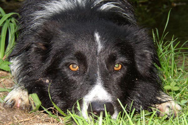 Position de pr�dateur prise par un chien