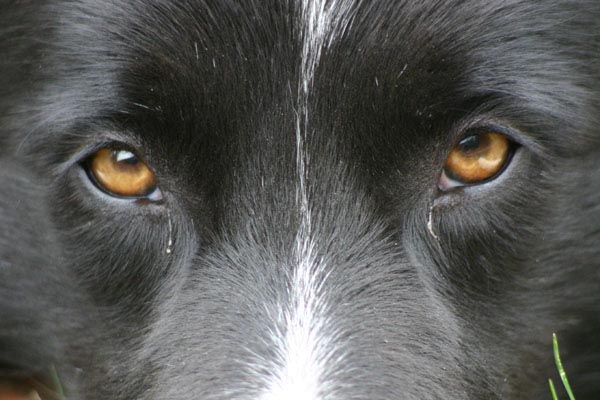 Le regard de p�dateur d'un chien border collie