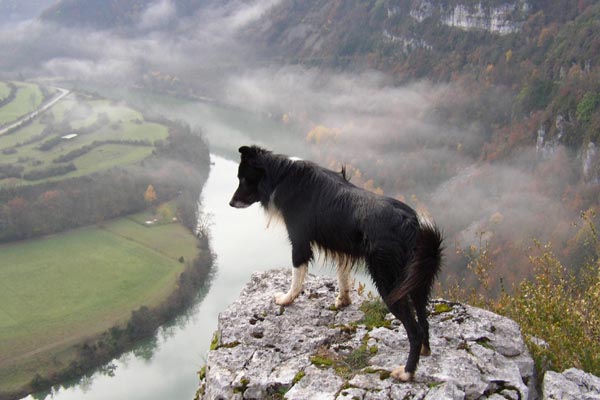 Pirate, border collie, appr�cie le point de vue 
	vertigineux sur les gorges de l'Ain.