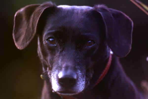 Puce, chienne sans origine connue, regarde son ma�tre avec 
	tout le poids des sentiments qu'elle exprime.