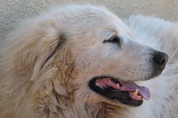 Montagne des Pyr�n�es aussi appel� patou