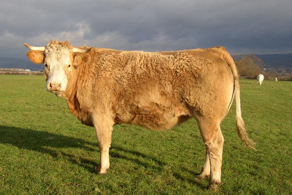 Vache blonde ous un ciel noir