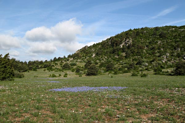 Larzac au printemps