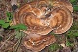 Polypore g�ant