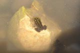 Jeune grenouille