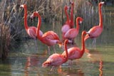 Flamants roses
