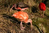 Ibis rouge